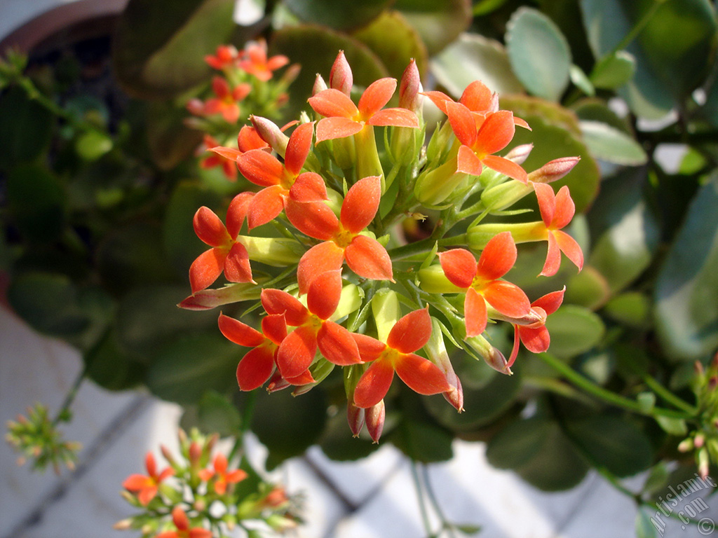 Kalano (Kalanchoe) bitkisinin ieinin resmi.
