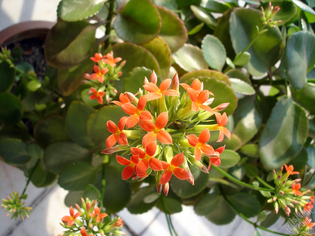 Kalano (Kalanchoe) bitkisinin ieinin resmi.
