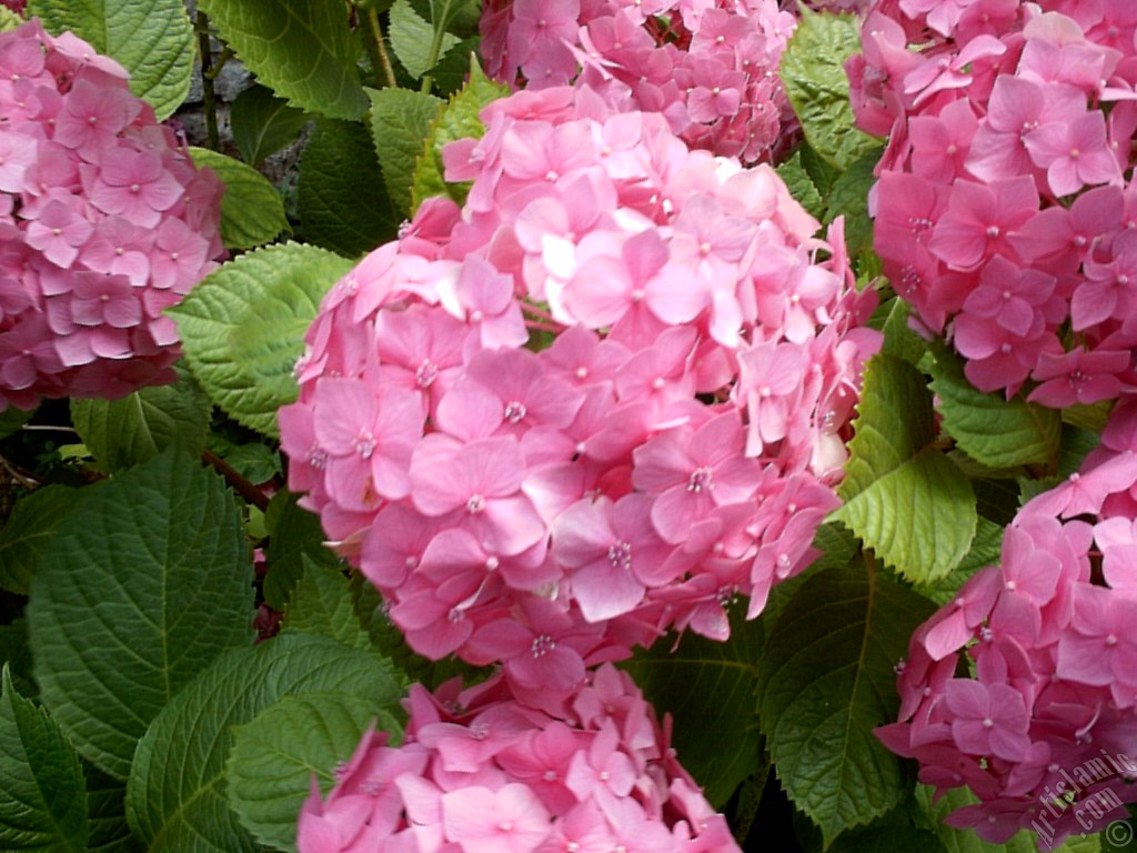Pembe Ortanca �i�e�i resmi.
