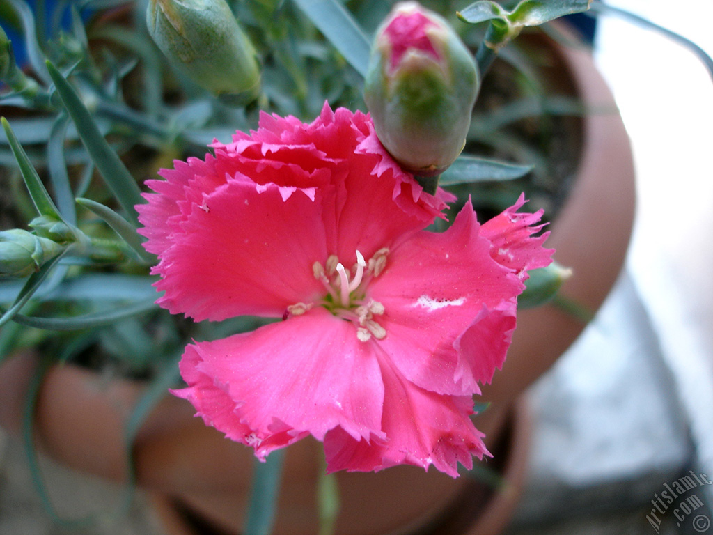 Pembe Karanfil �i�e�i resmi.
