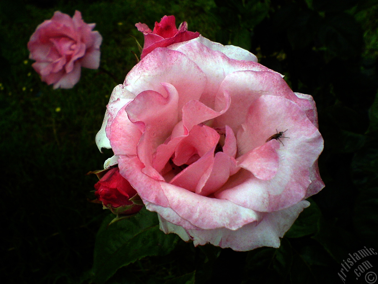 Pembe g�l, tomurcuklar� ve g�l�n i�inden ��kan bir b�ce�in resmi.
