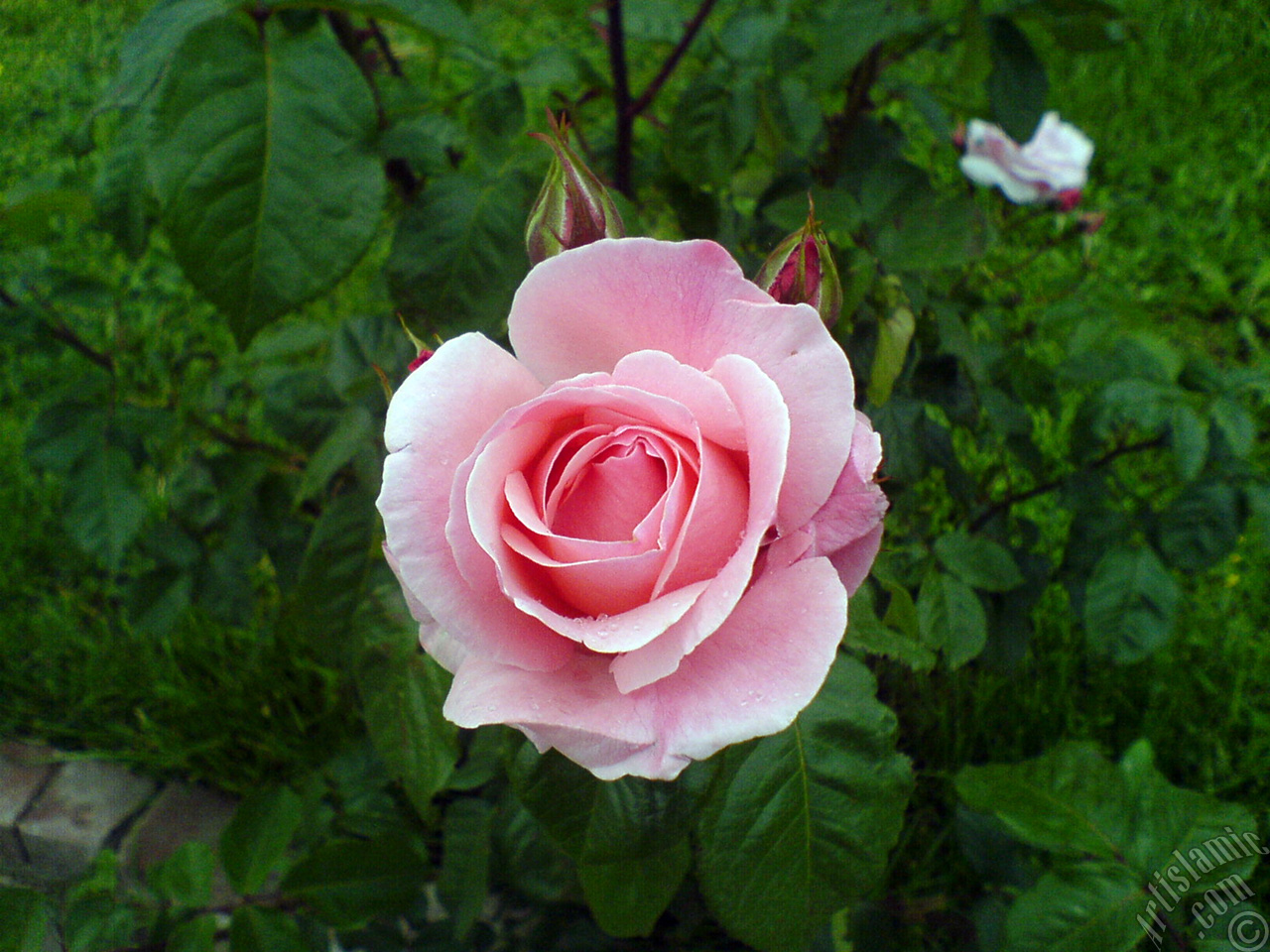 Pembe g�l ve yeni a�an tomurcuklar�n�n resmi.
