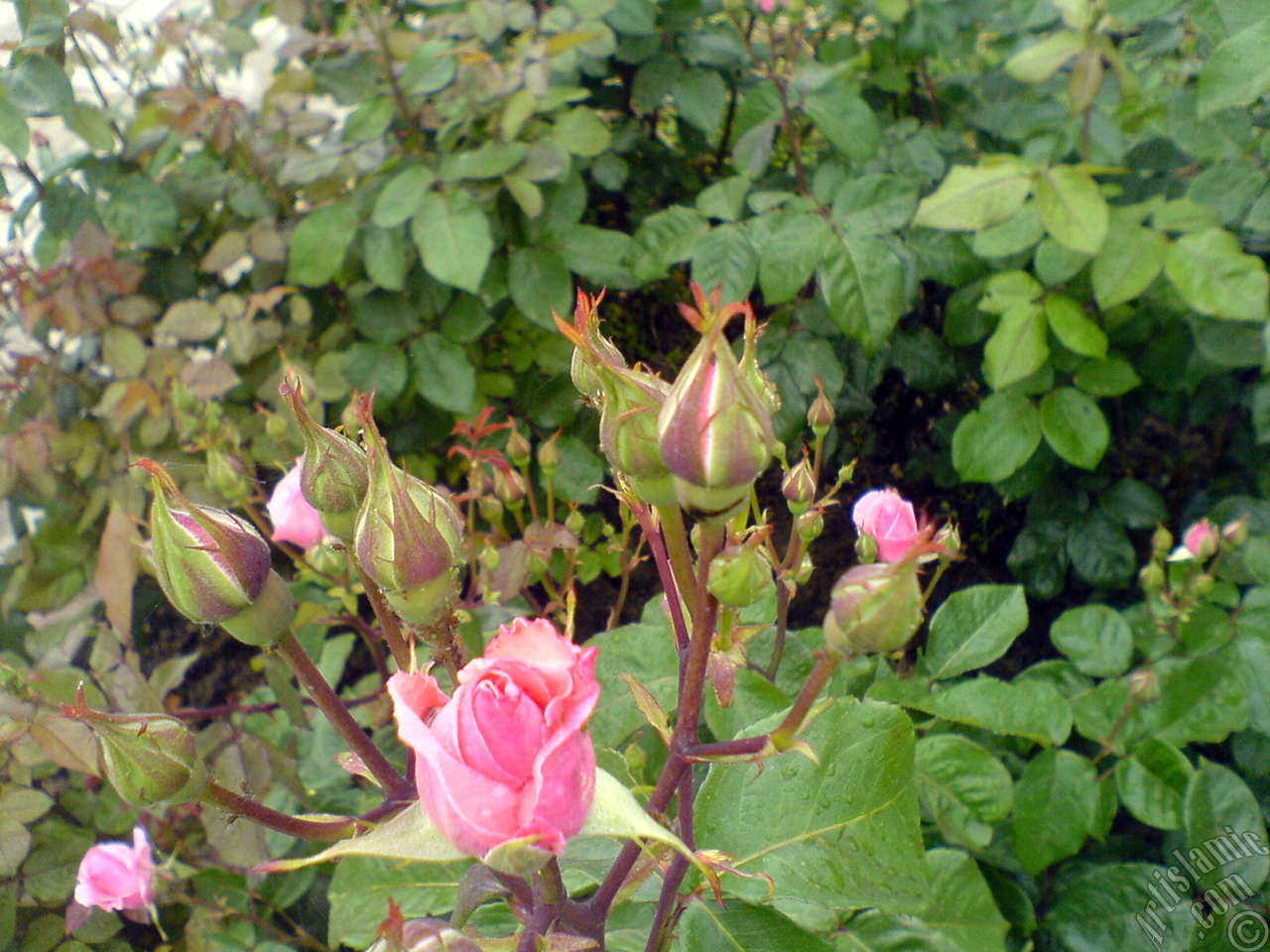 Yeni a�an yediveren pembe g�l ve tomurcuklar�n�n resmi.

