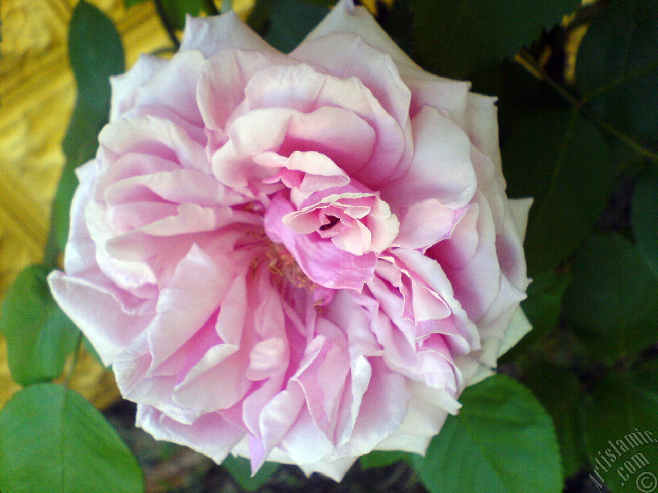 Pembe g�l resmi.
