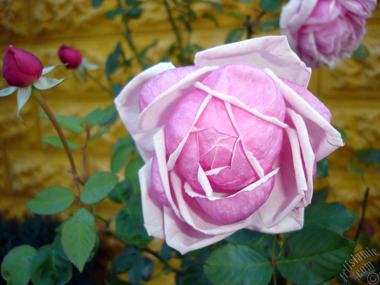 Pembe g�l resmi.
