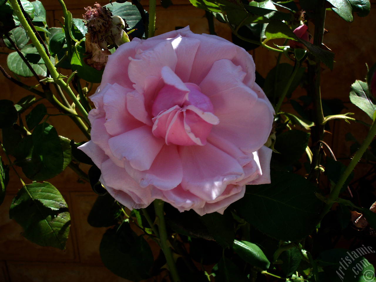 Pembe g�l resmi.
