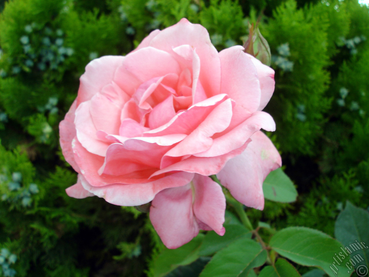 Pembe g�l resmi.
