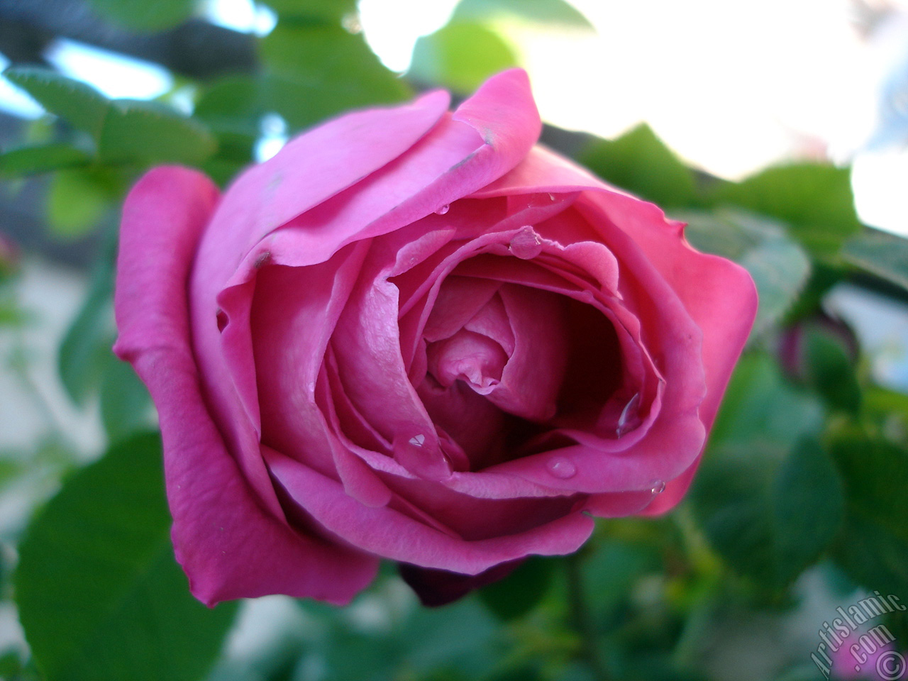 Pembe g�l resmi.
