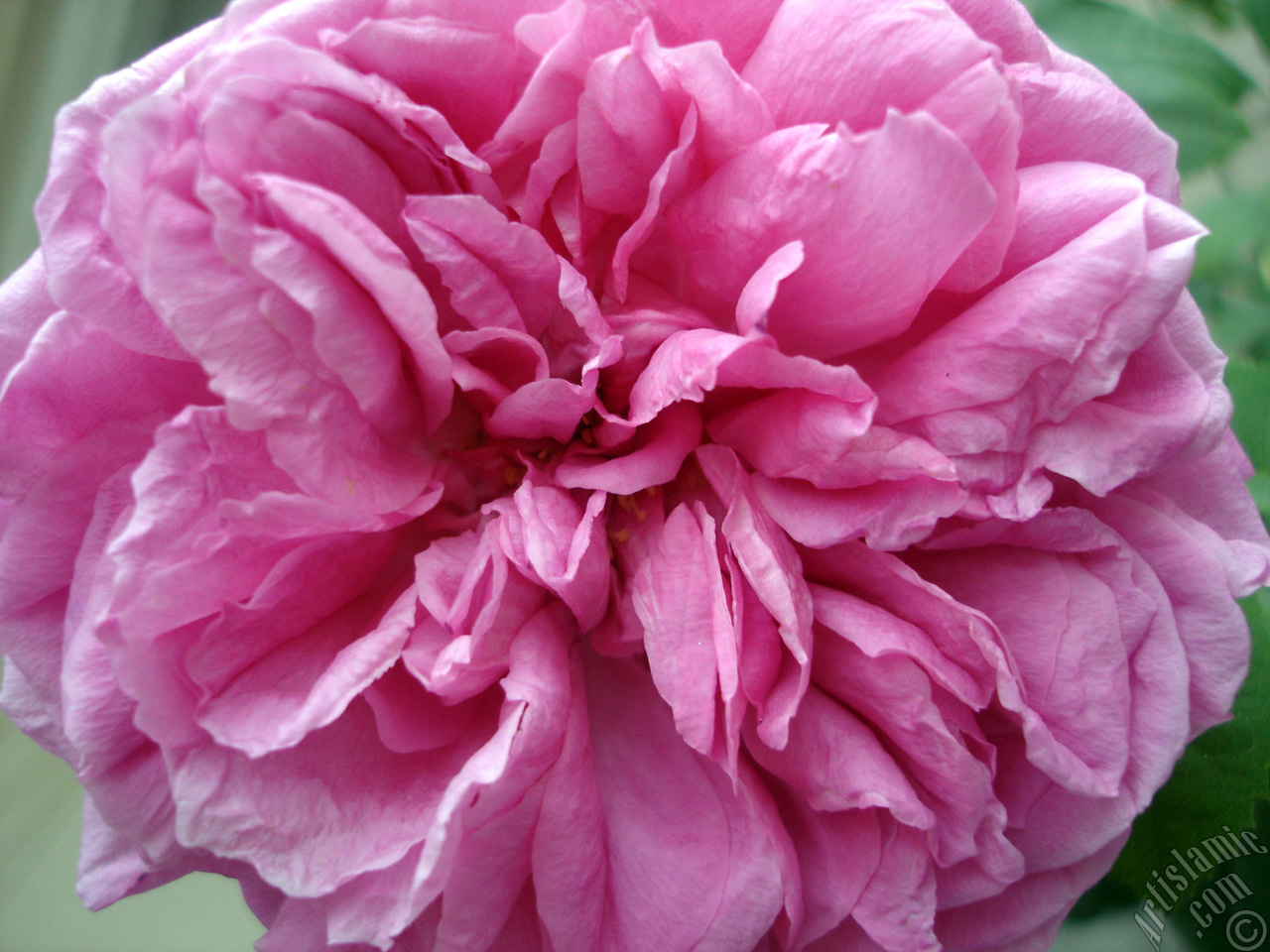 Pembe g�l resmi.
