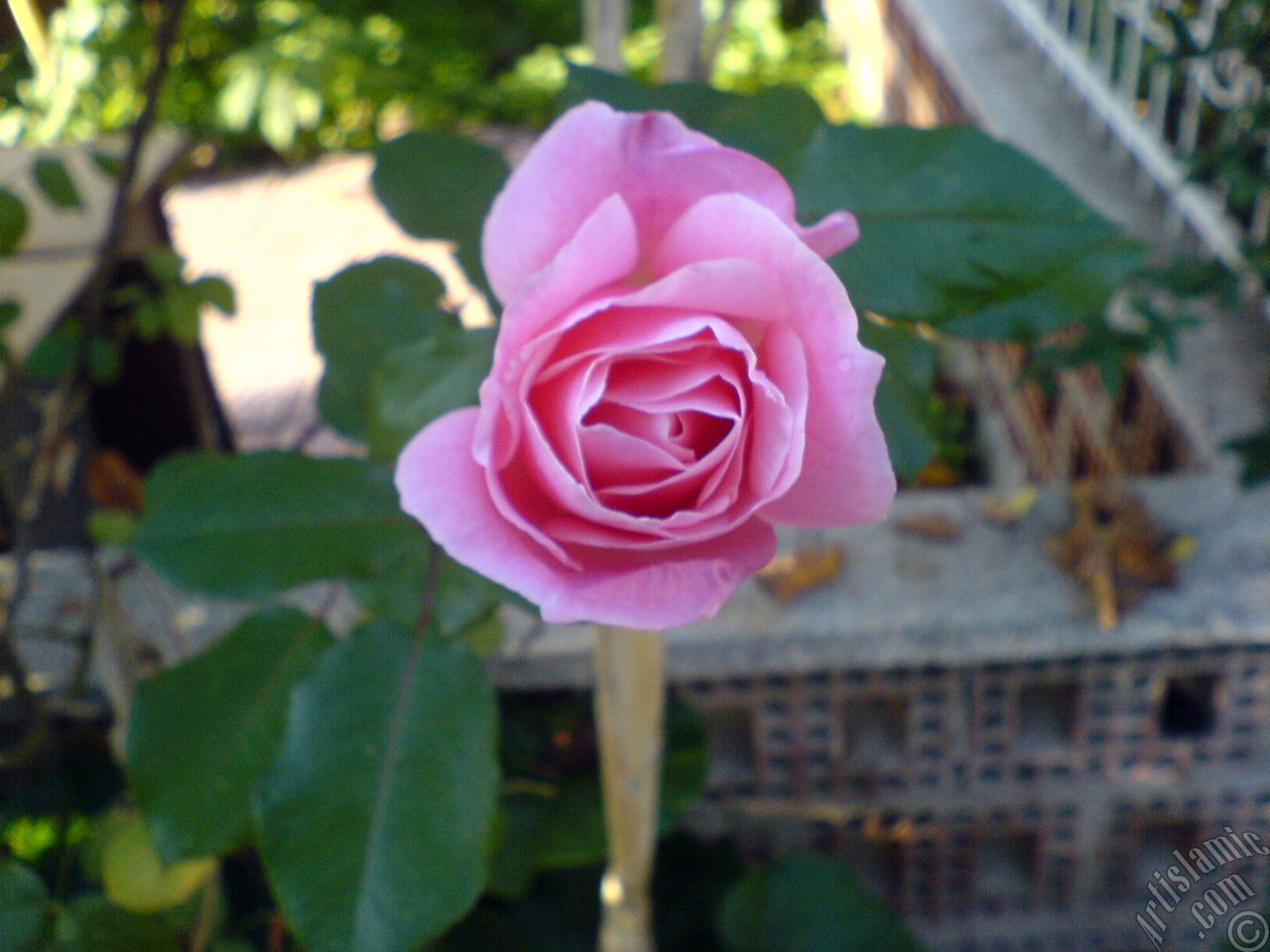 Pembe g�l resmi.
