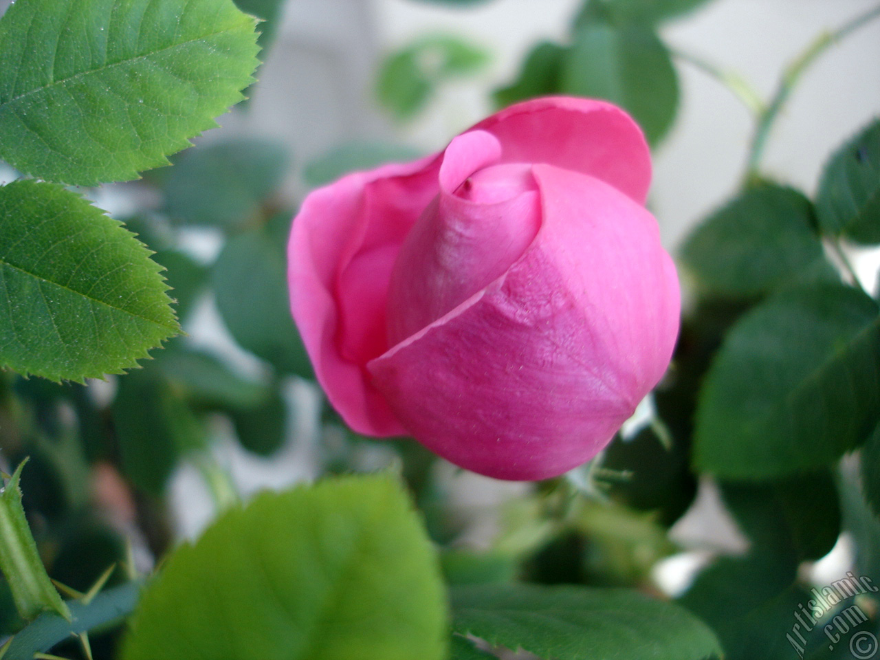 Pembe g�l resmi.
