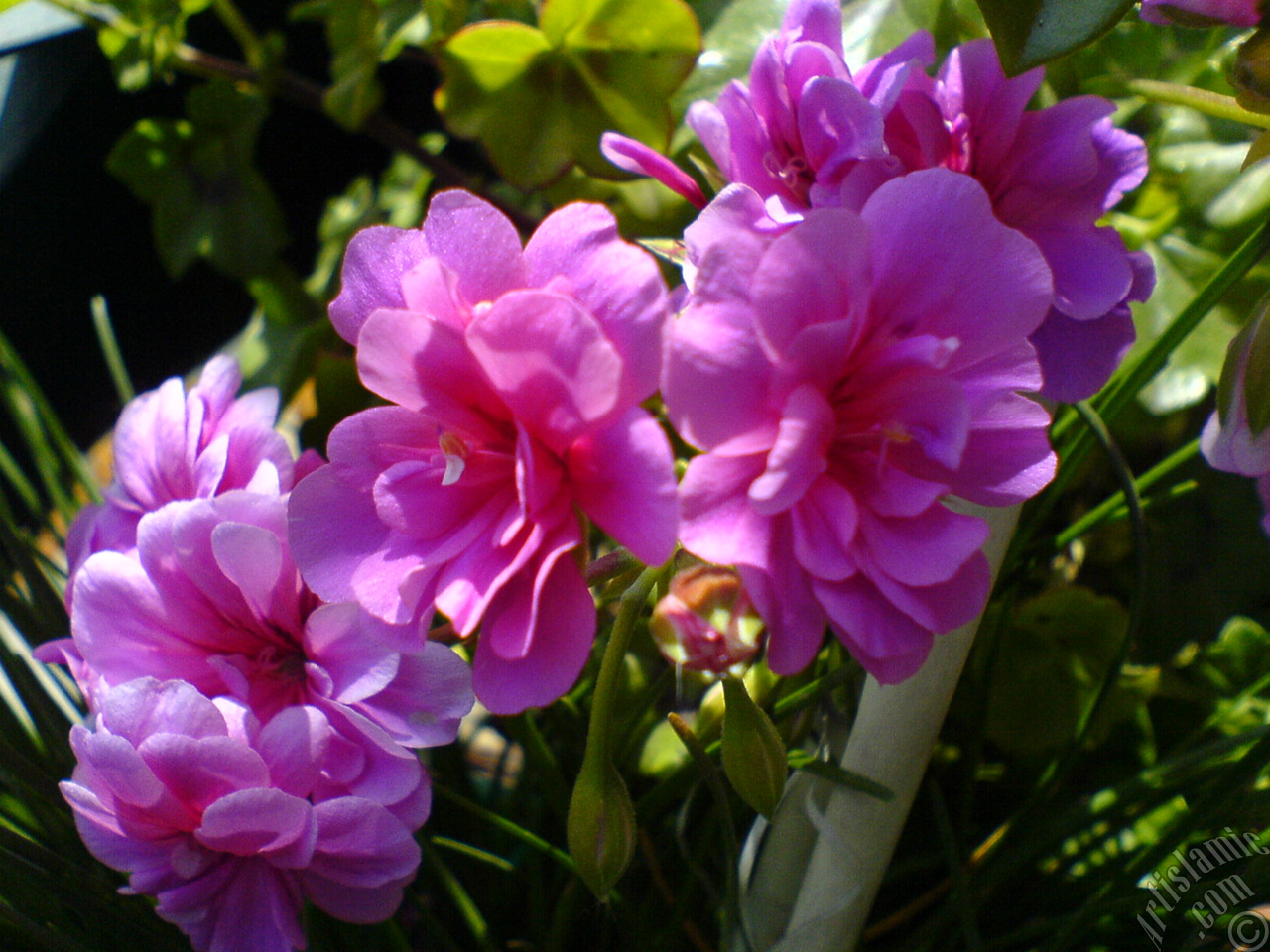 Pembe sardunya �i�e�i resmi.
