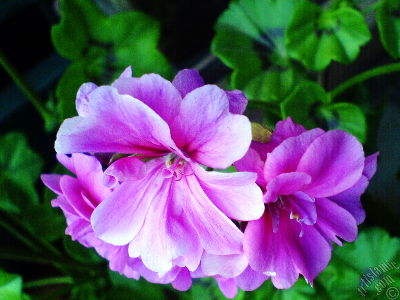 Pembe sardunya �i�e�i resmi.
