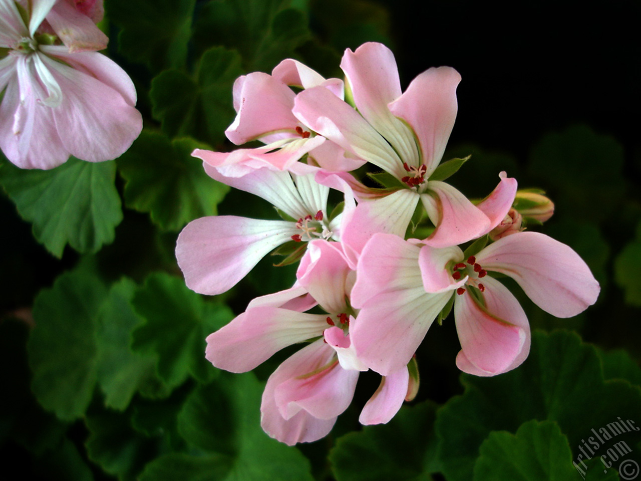 Pembe sardunya �i�e�i resmi.
