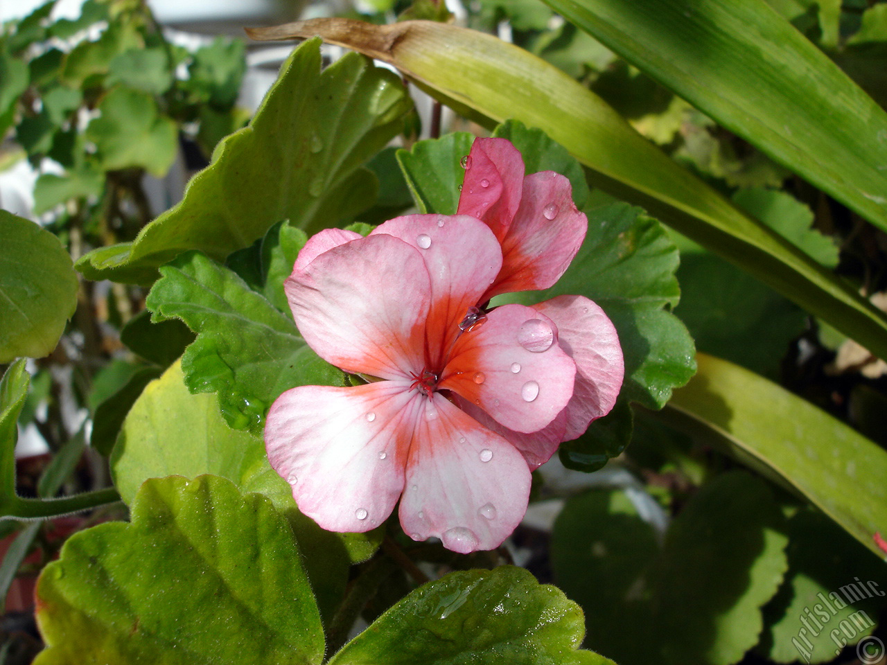 Pembe-k�m��z� sardunya �i�e�i resmi.
