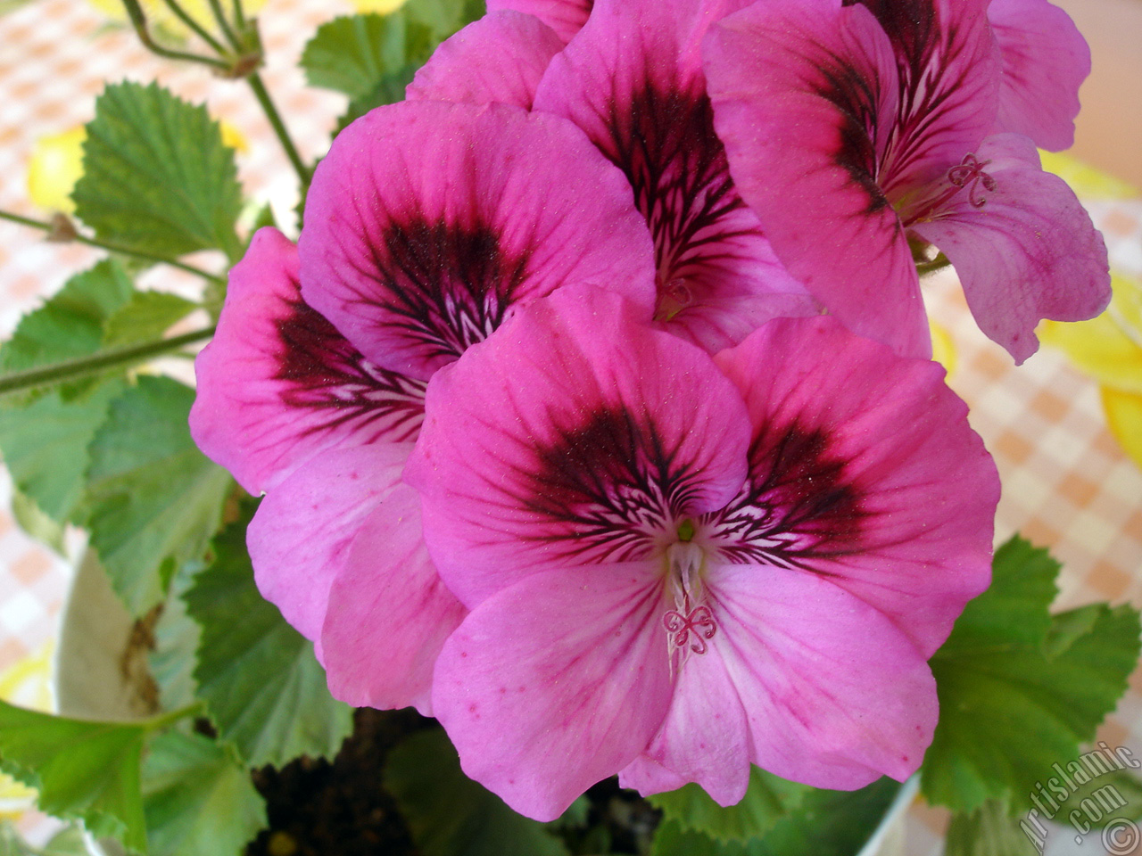 Koyu pembe alacal� sardunya �i�e�i resmi.
