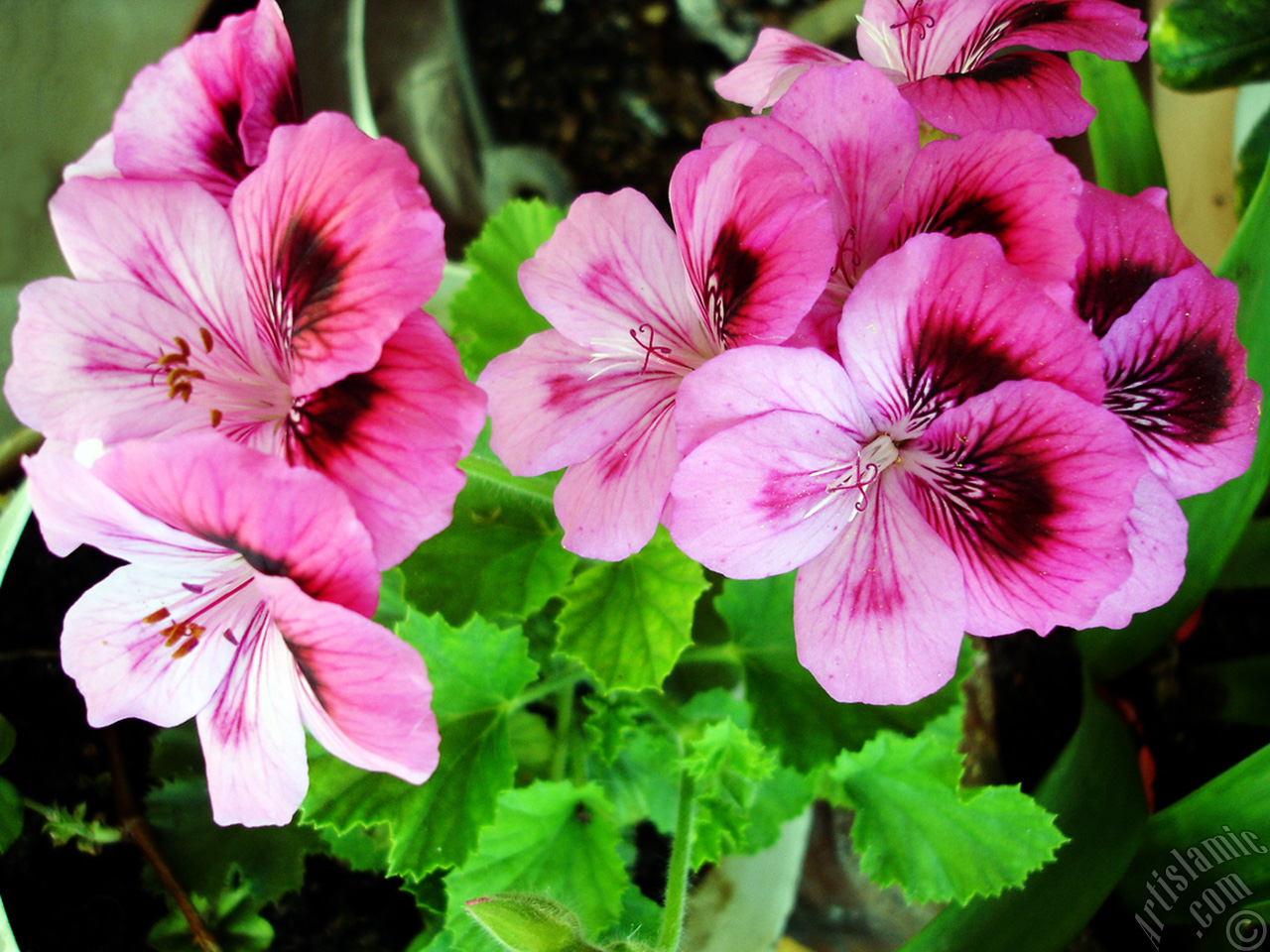Koyu pembe alacal� sardunya �i�e�i resmi.
