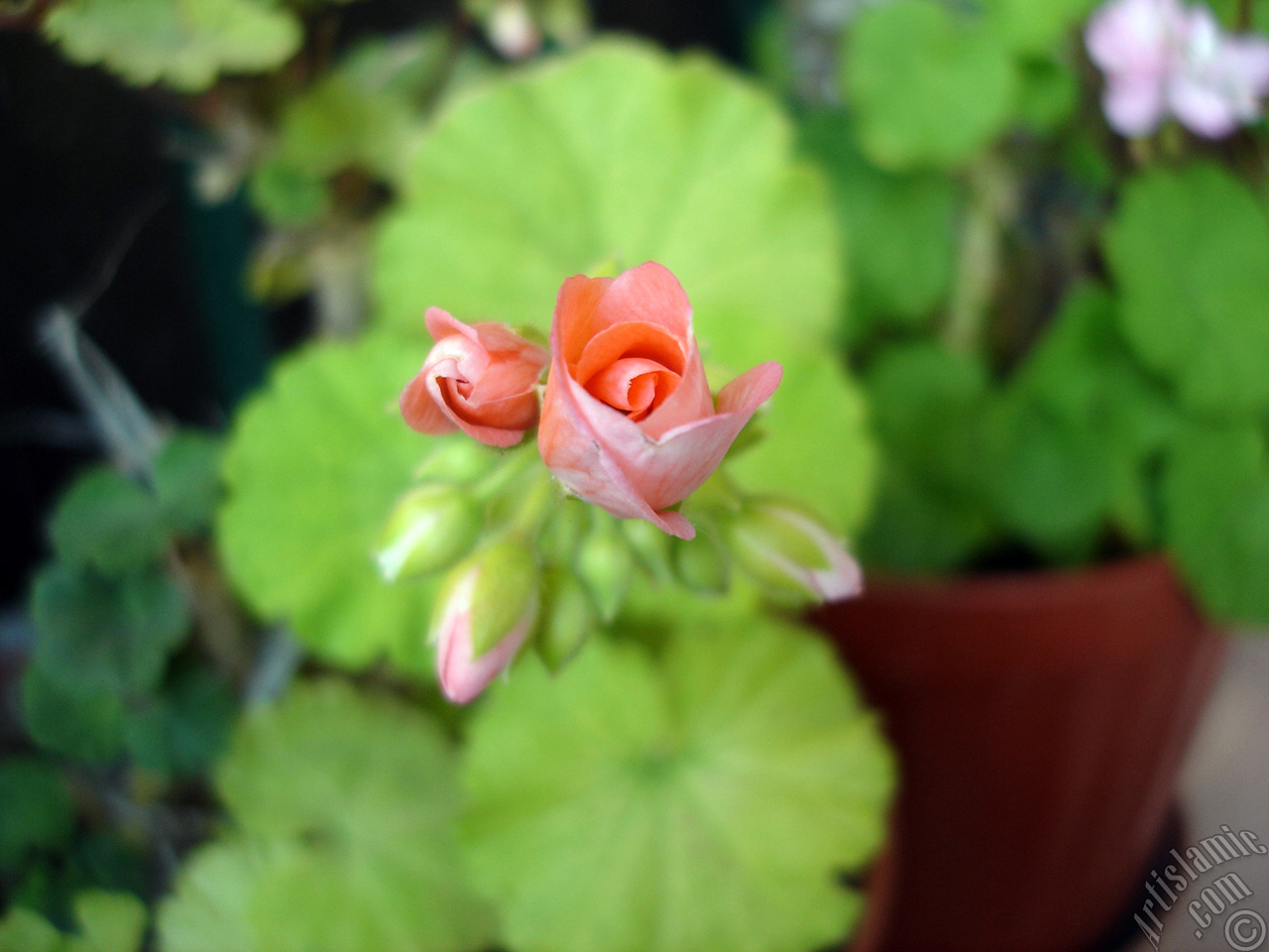Yeni a�maya ba�layan pembe sardunya �i�e�i resmi.
