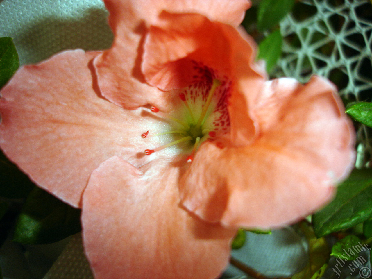Pembe a�elya �i�e�i resmi.
