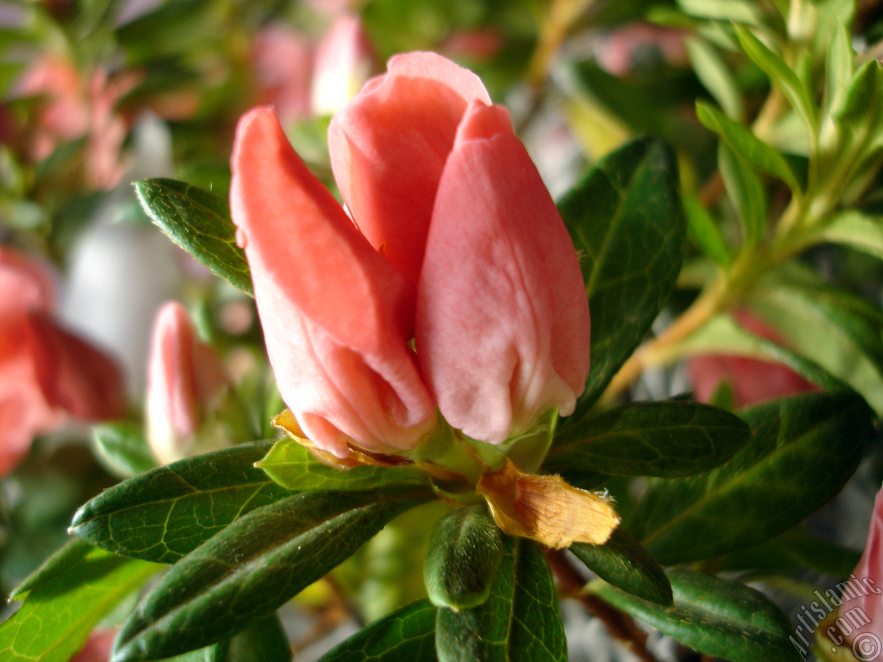 Pembe a�elya �i�e�i resmi.
