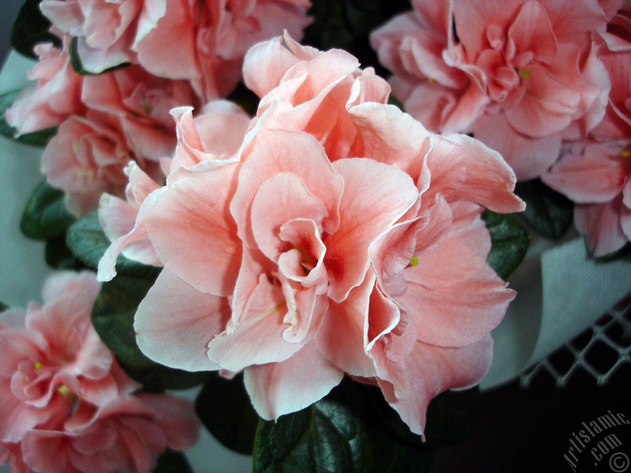 Pembe a�elya �i�e�i resmi.

