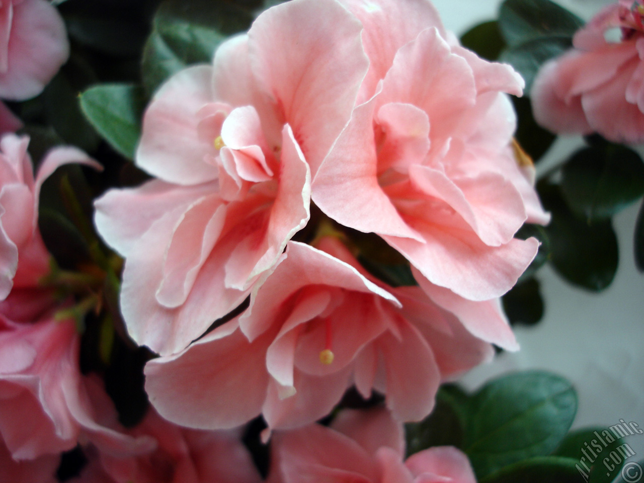 Pembe a�elya �i�e�i resmi.
