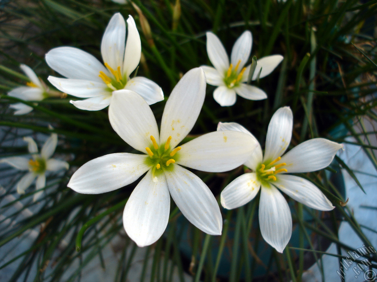 Beyaz zambak t�r�nde bir �i�ek resmi.
