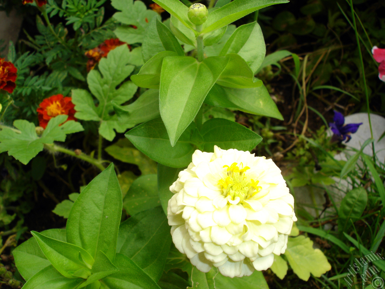 Papatyagiller �i�ek ailesine mensup Y�ld�z (Dahlia) �i�e�i resmi.
