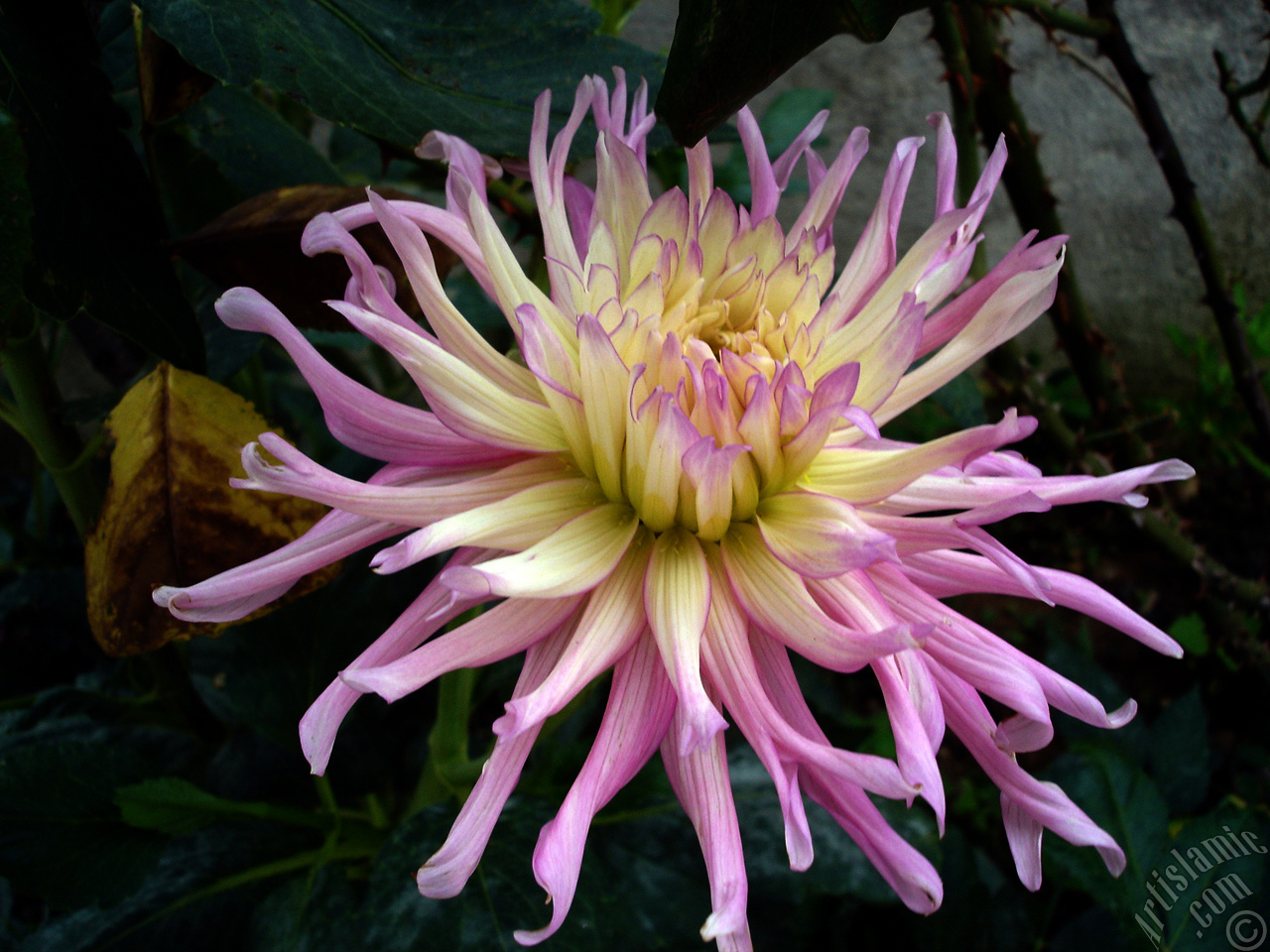 Papatyagiller �i�ek ailesine mensup Y�ld�z (Dahlia) �i�e�i resmi.
