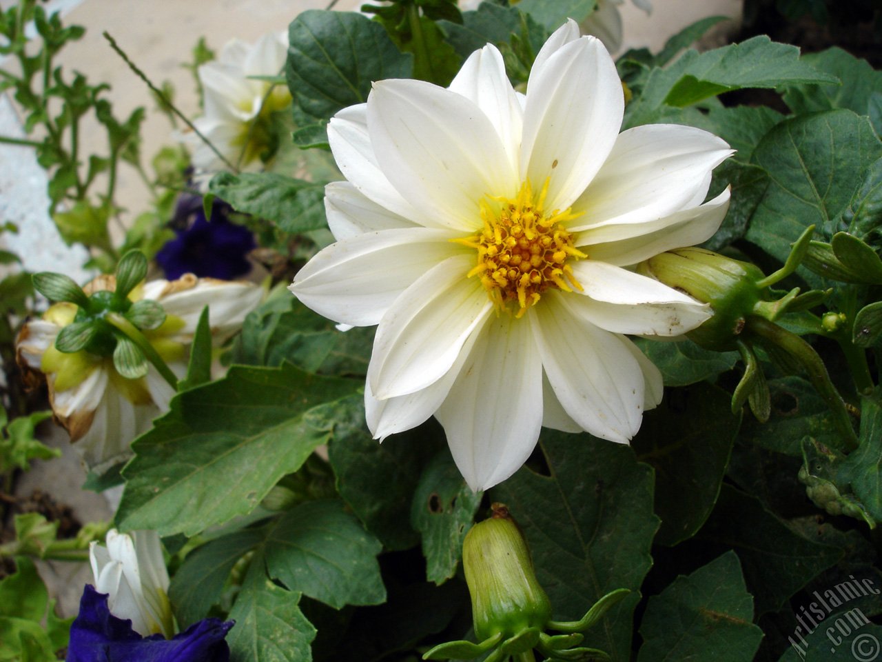 Papatyagiller �i�ek ailesine mensup Y�ld�z (Dahlia) �i�e�i resmi.
