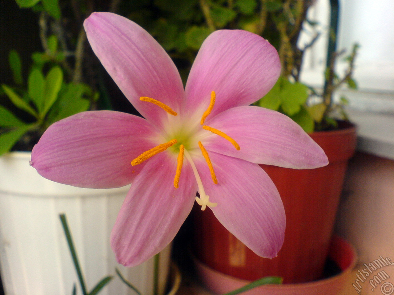 Pembe renkte zambak t�r�nde bir �i�ek resmi.
