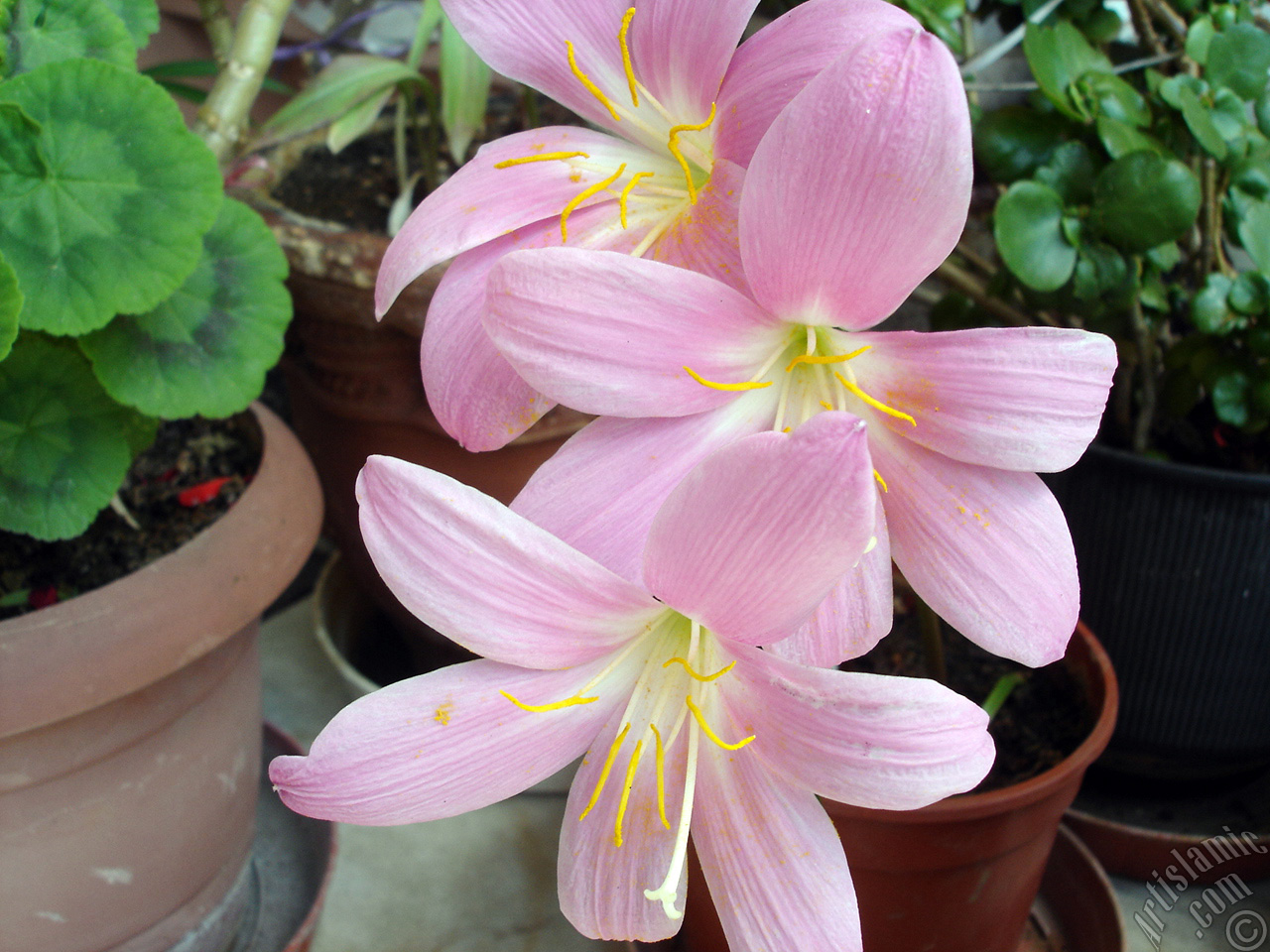 Pembe renkte zambak t�r�nde bir �i�ek resmi.

