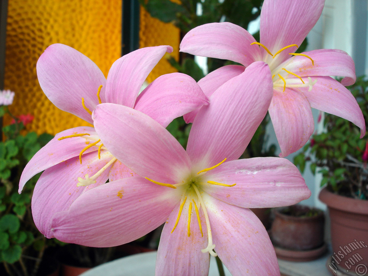 Pembe renkte zambak t�r�nde bir �i�ek resmi.
