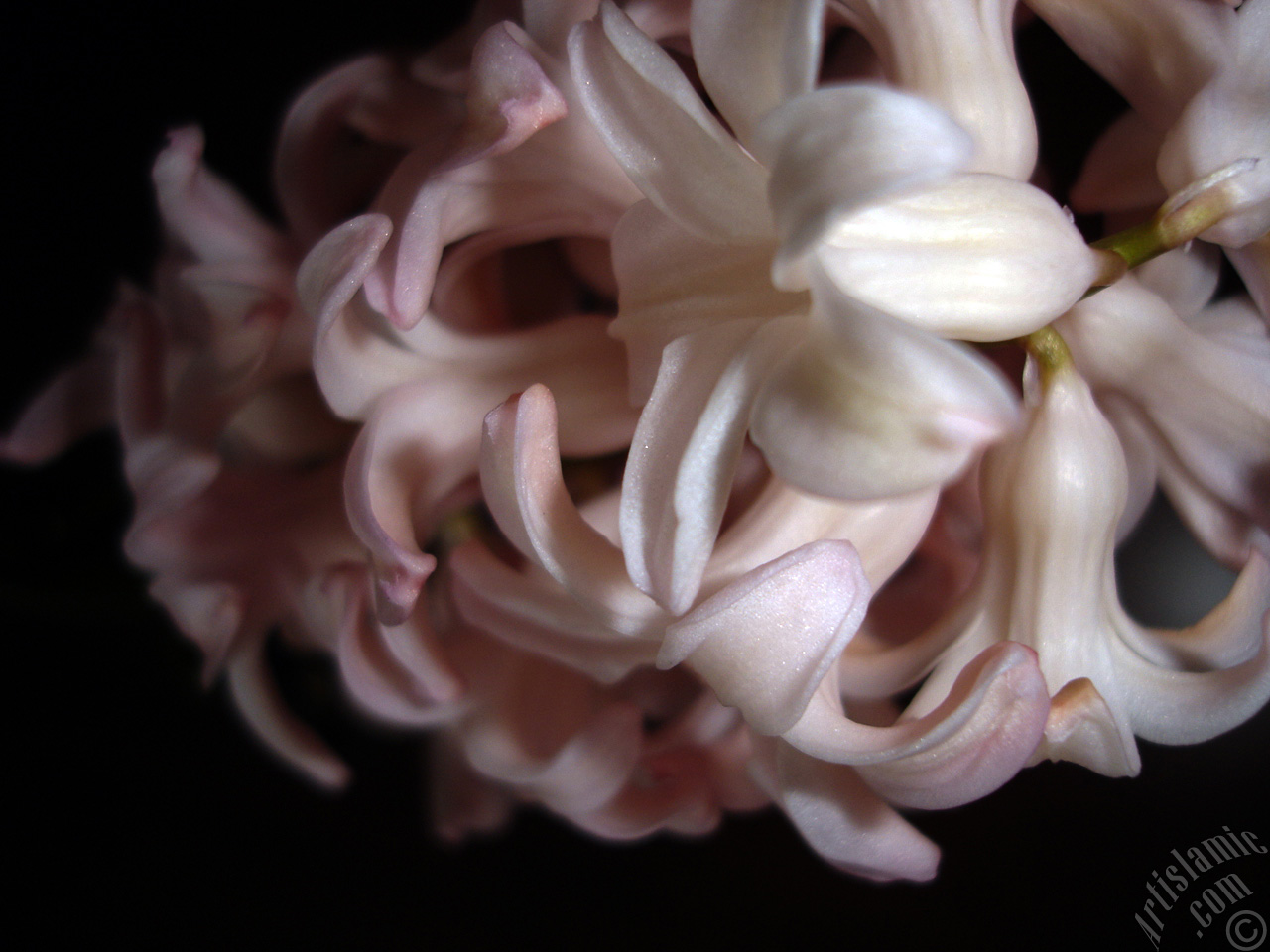 Pembe renkte s�mb�l �i�e�i resmi.
