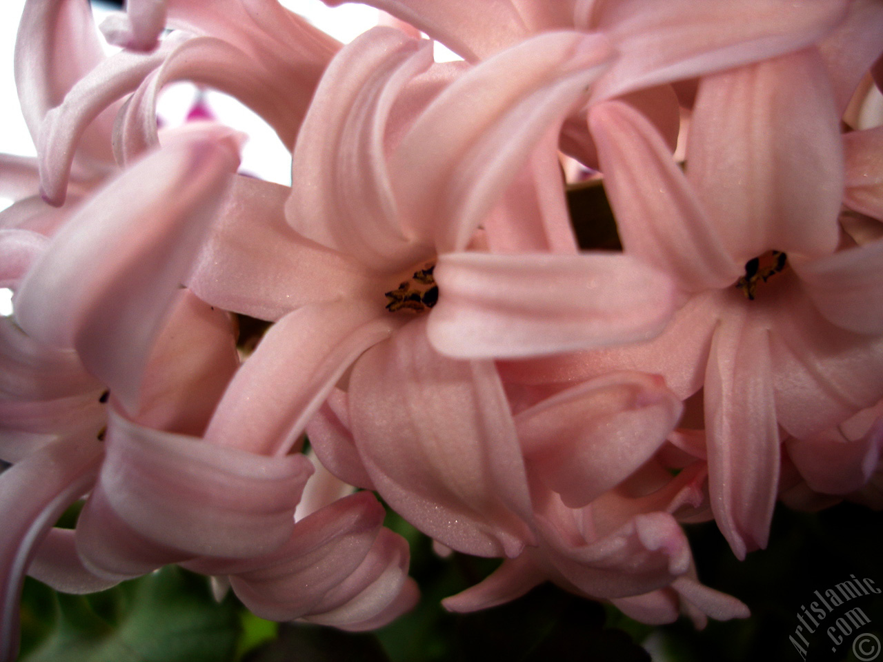 Pembe renkte s�mb�l �i�e�i resmi.
