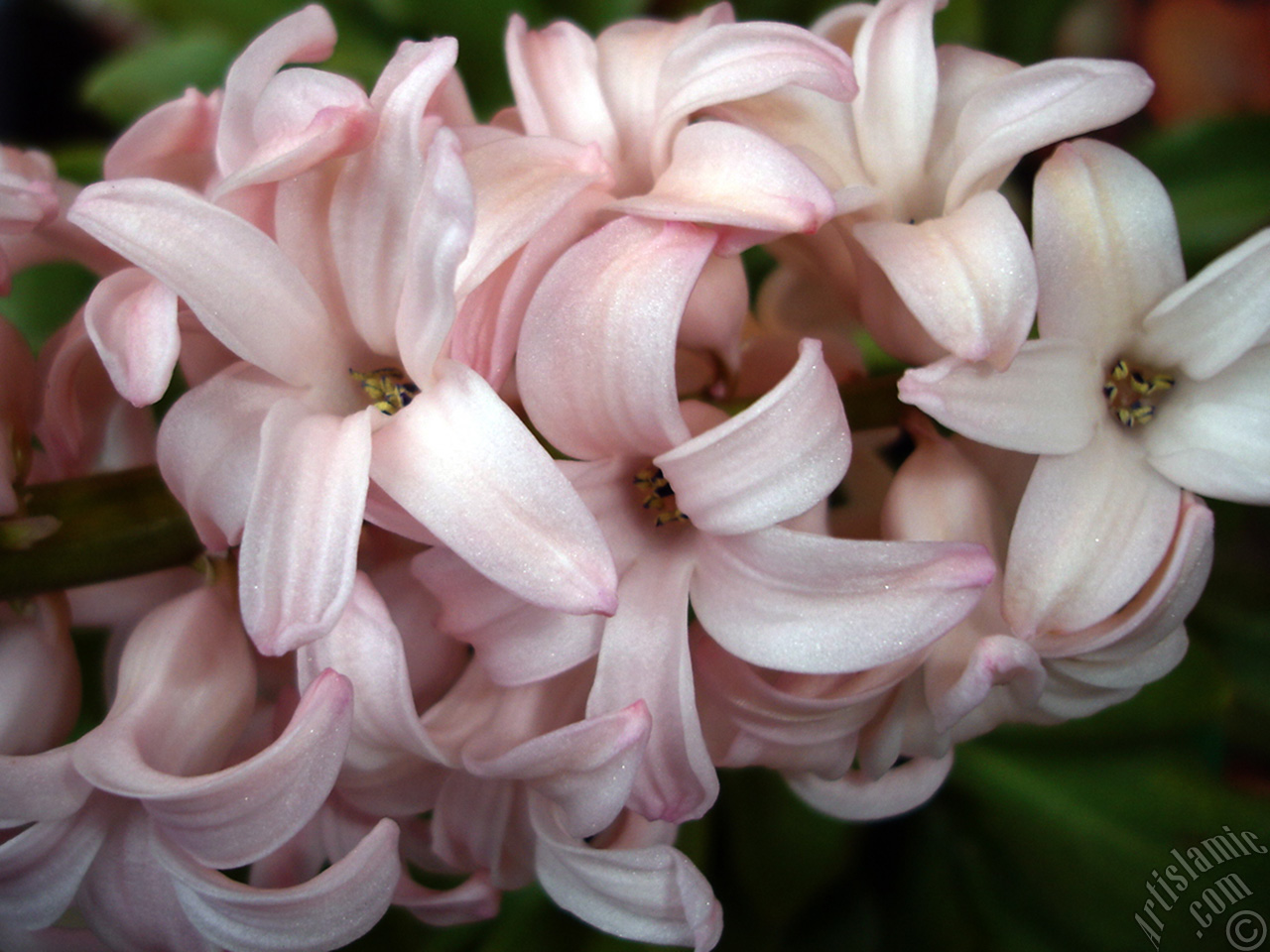 Pembe renkte s�mb�l �i�e�i resmi.
