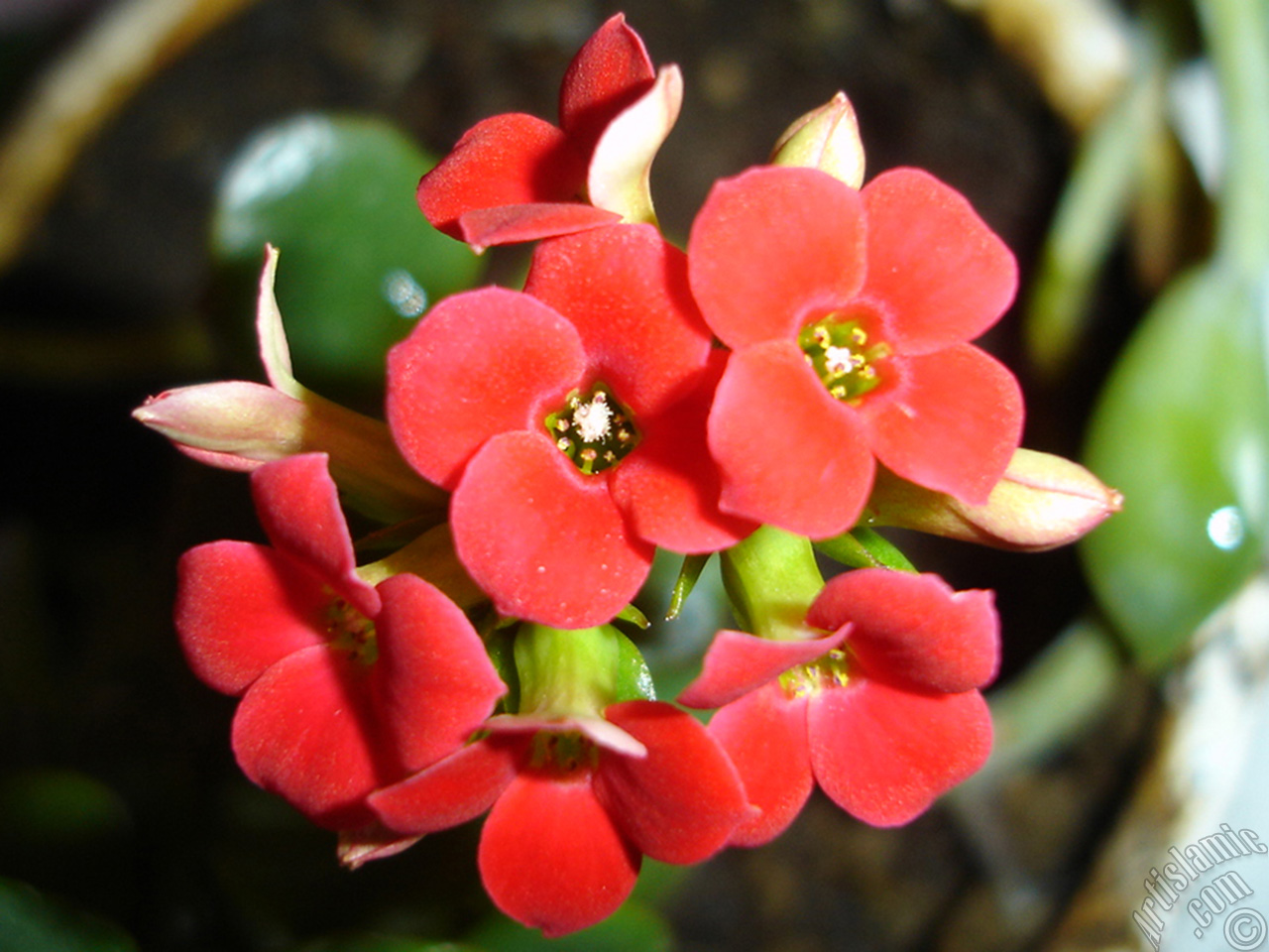 Kalano (Kalanchoe) bitkisinin ieinin resmi.
