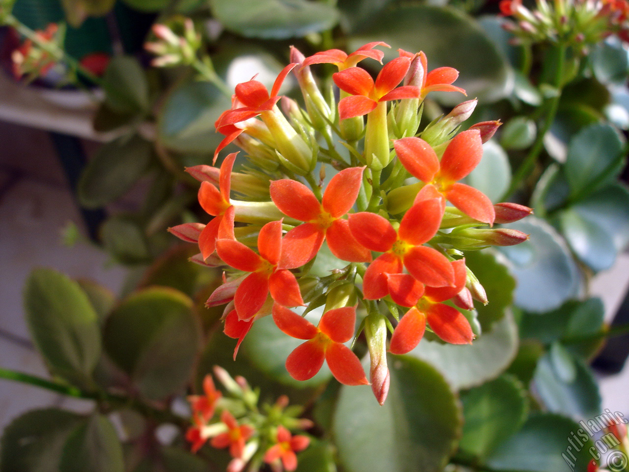 Kalano (Kalanchoe) bitkisinin ieinin resmi.
