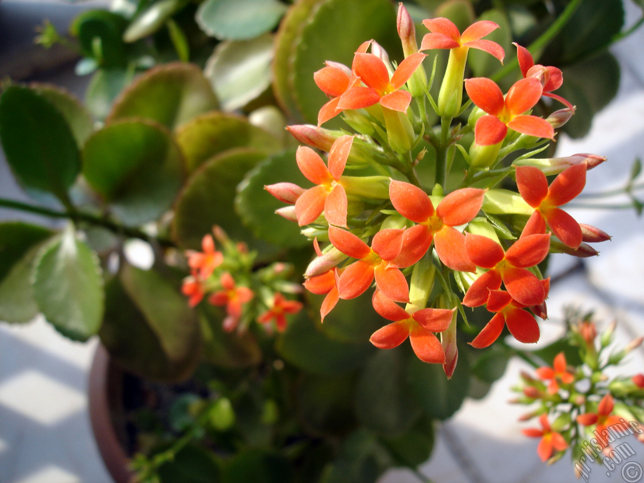 Kalano (Kalanchoe) bitkisinin ieinin resmi.
