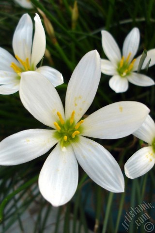 Apple iPhone 7s, 6s, 5s, 4s, Plus, iPod, iPad, Yeni iPad; Samsung Galaxy S, Edge Serisi ve Note; Sony Ericsson Xperia; LG cep telefonlar� ve tablet bilgisayarlar i�in �zel mobil duvar ka��d�: Beyaz zambak t�r�nde bir �i�ek resmi.
