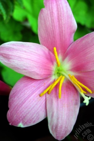 Apple iPhone 7s, 6s, 5s, 4s, Plus, iPod, iPad, Yeni iPad; Samsung Galaxy S, Edge Serisi ve Note; Sony Ericsson Xperia; LG cep telefonlar� ve tablet bilgisayarlar i�in �zel mobil duvar ka��d�: Pembe renkte zambak t�r�nde bir �i�ek resmi.
